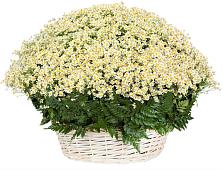 Цветочная композиция из Ромашки в корзине #REPLACE_PRED# Нальчике